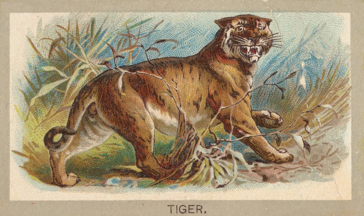 Tigre, de la serie Animales del Mundo T180, emitida por Abdul Cigarettes, 1881 de Unbekannt