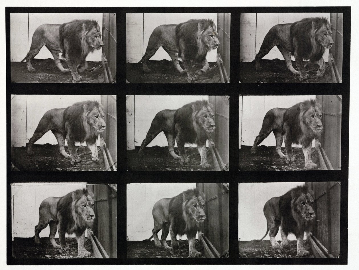 Fotografías de lapso de tiempo de un león paseando en su jaula de Unbekannt