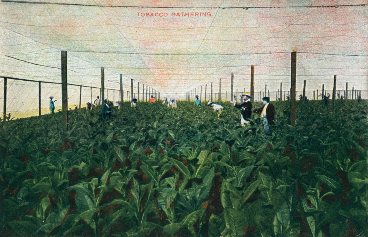 Recolección de tabaco, 1900 de Unbekannt