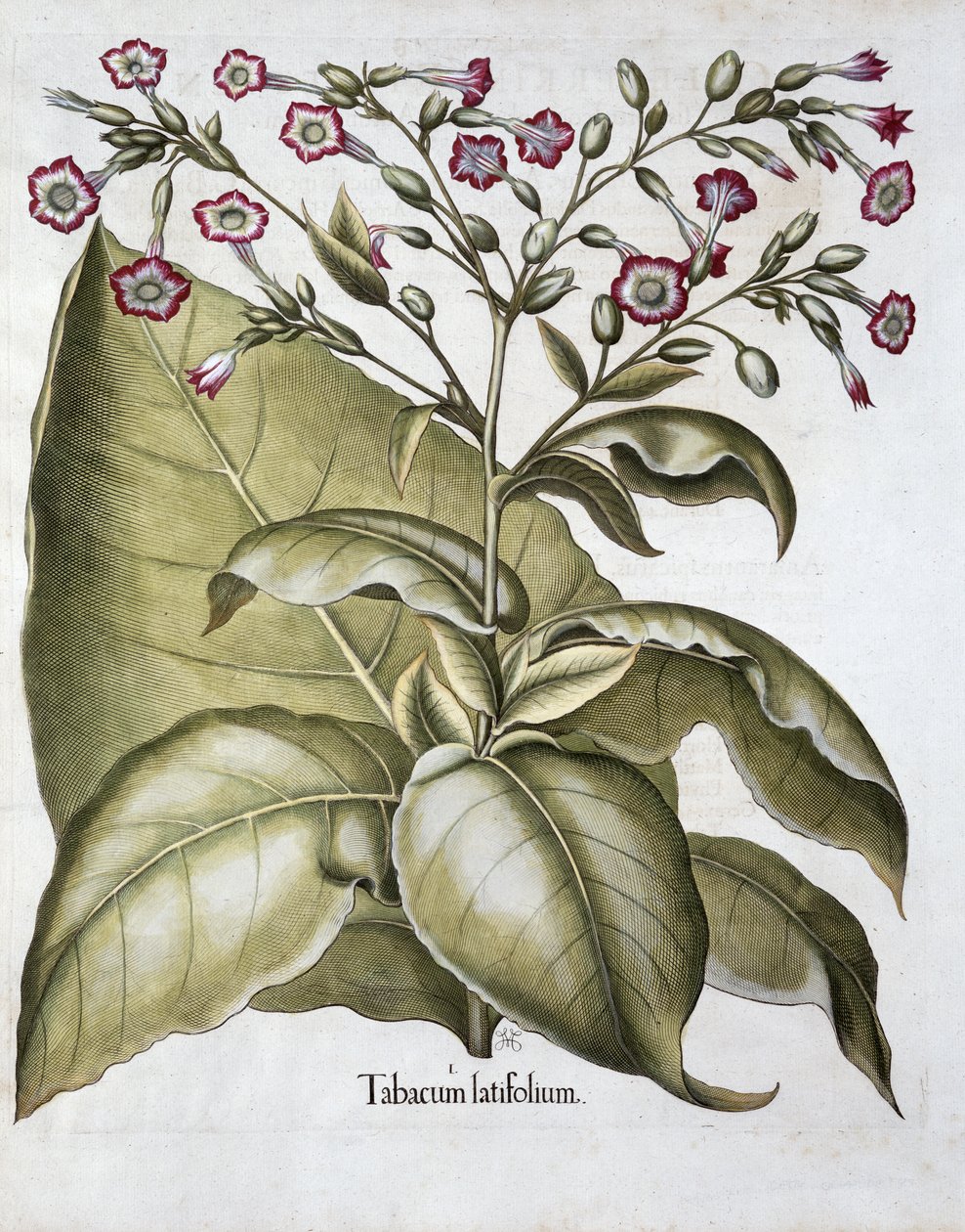 Planta de tabaco, 1613 de Unbekannt