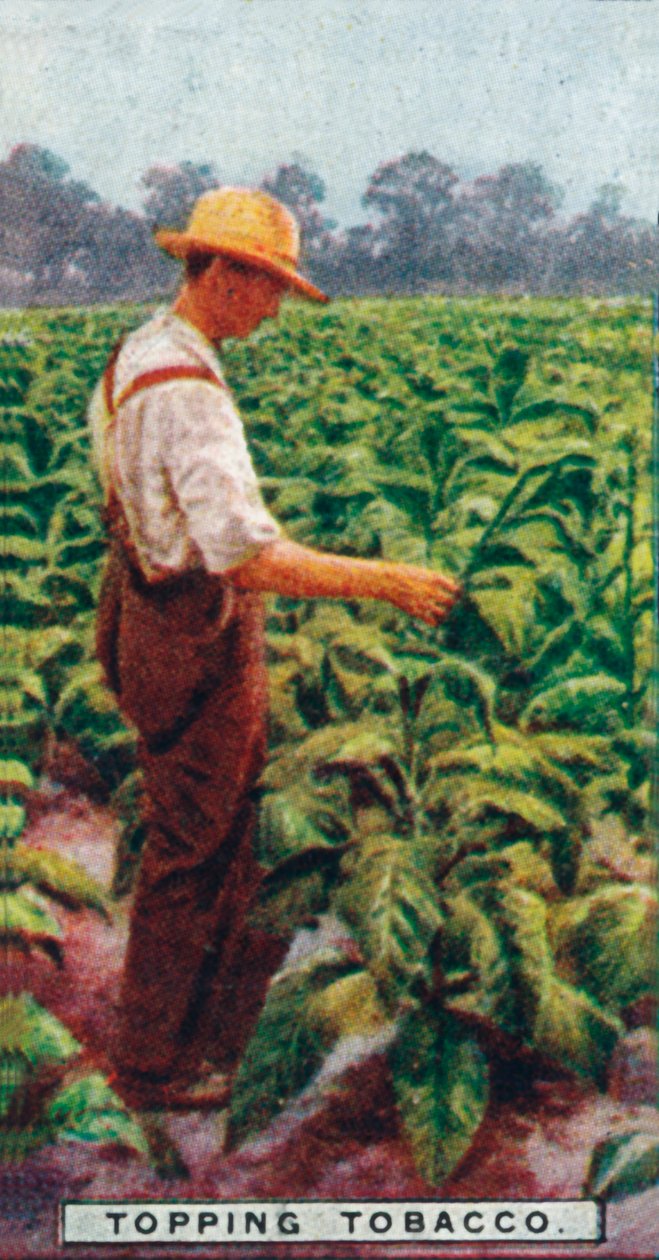 Cosechando Tabaco de Unbekannt