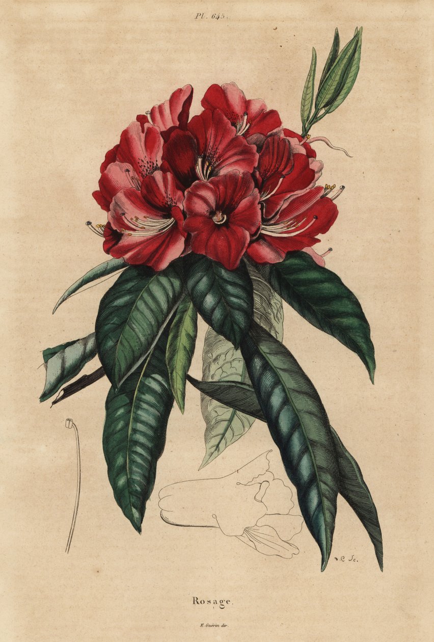 Rododendro arbóreo, Rhododendron arboreum de Unbekannt