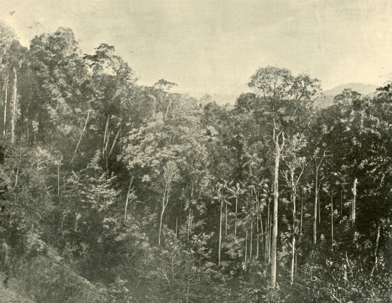 Matorrales tropicales, Blackall Range, Queensland, 1901 de Unbekannt