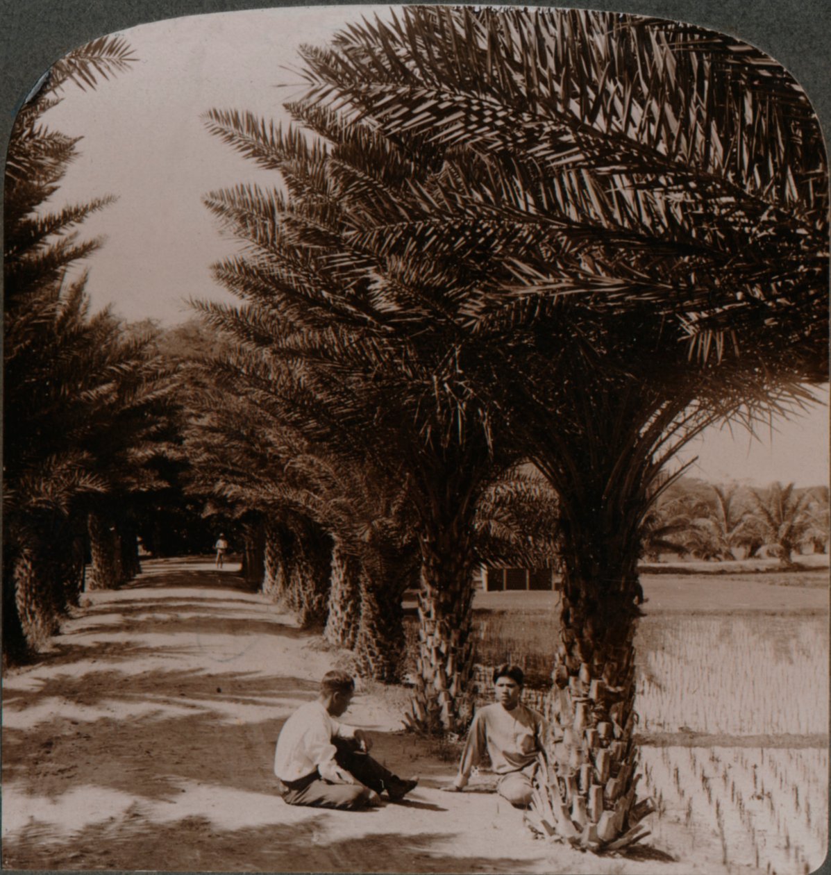 Belleza tropical de una avenida de palmeras datileras, Moanalua cerca de Honolulu, H. Is. c. 1900 de Unbekannt