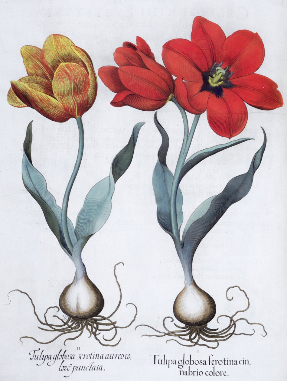 Tulipanes, 1613 de Unbekannt