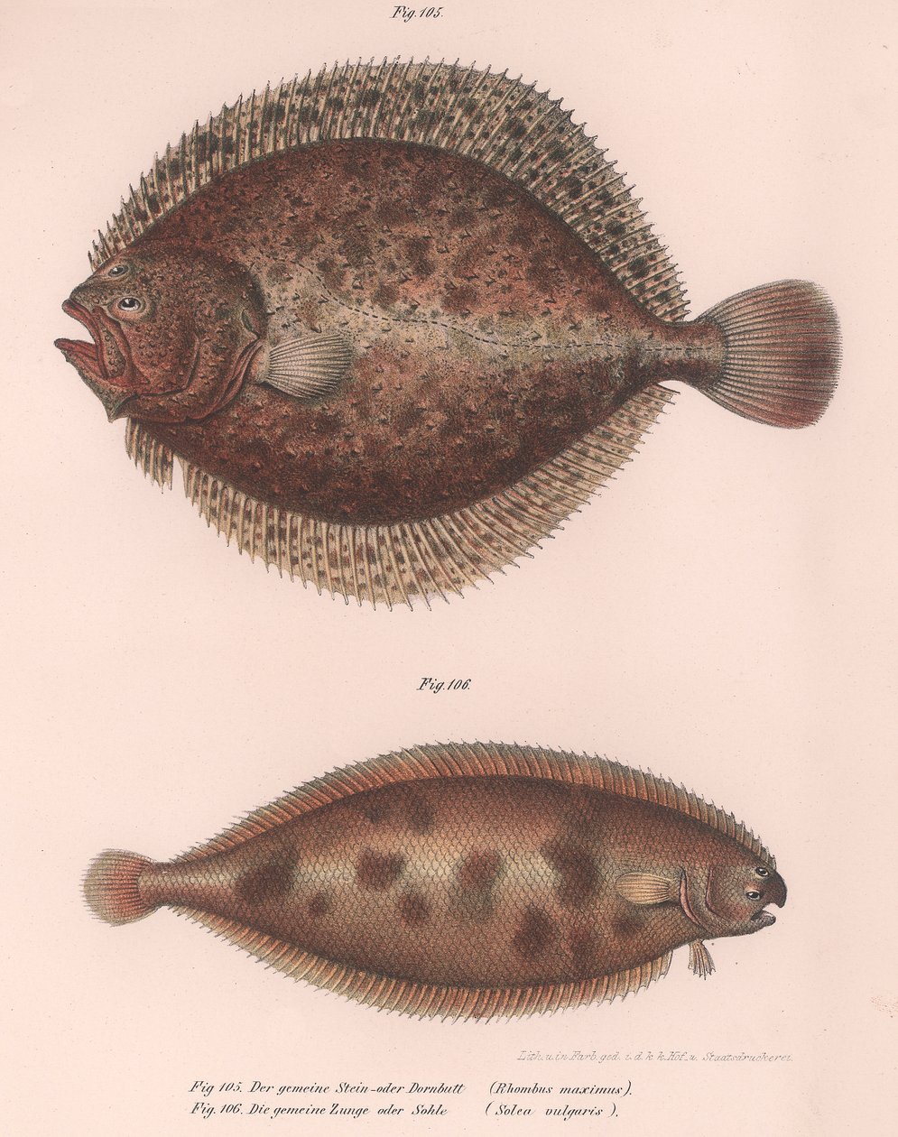 Rodaballo, Rhombus maximus, Lenguado común Solea vulgaris, c.1850s de Unbekannt