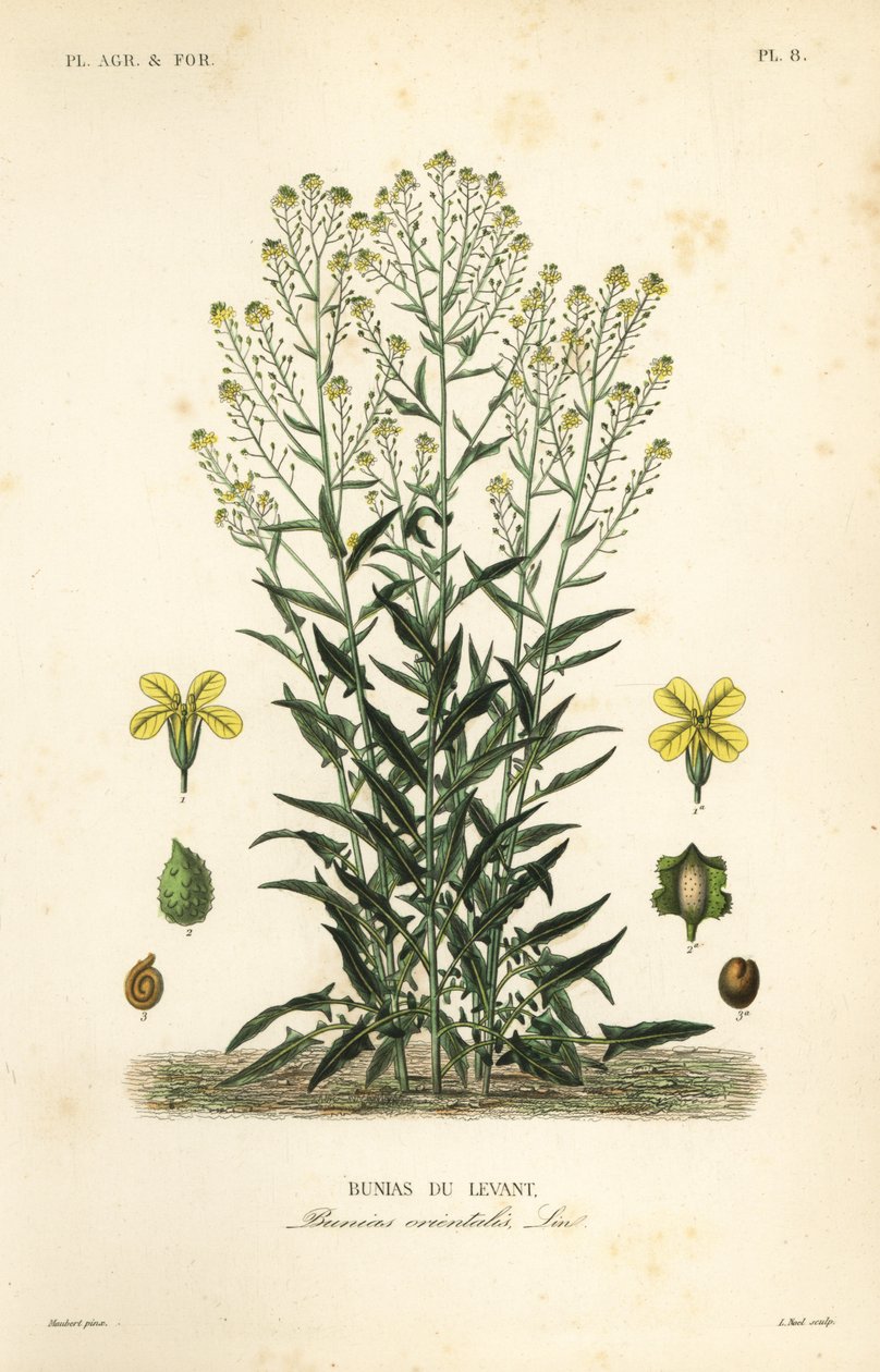 Col rizada turca o cohete turco, Bunias orientalis, Bunias de Levant de Unbekannt