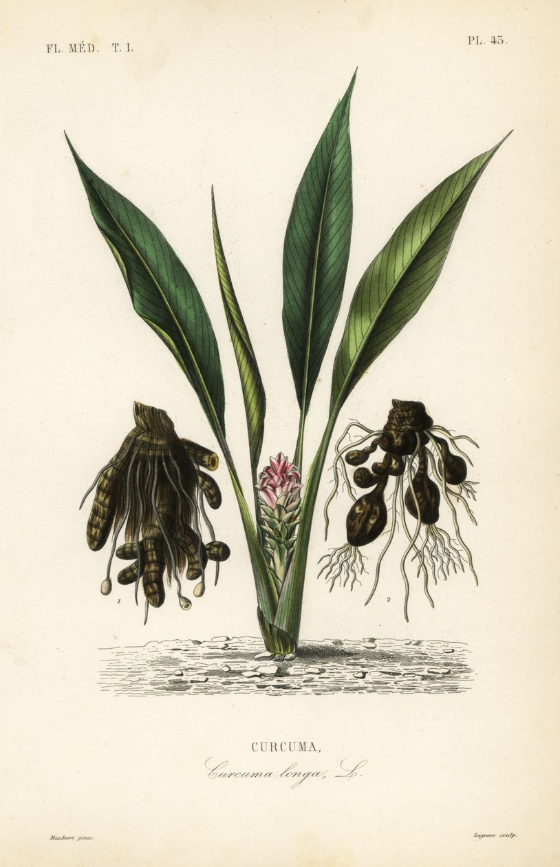 Cúrcuma, Curcuma longa de Unbekannt
