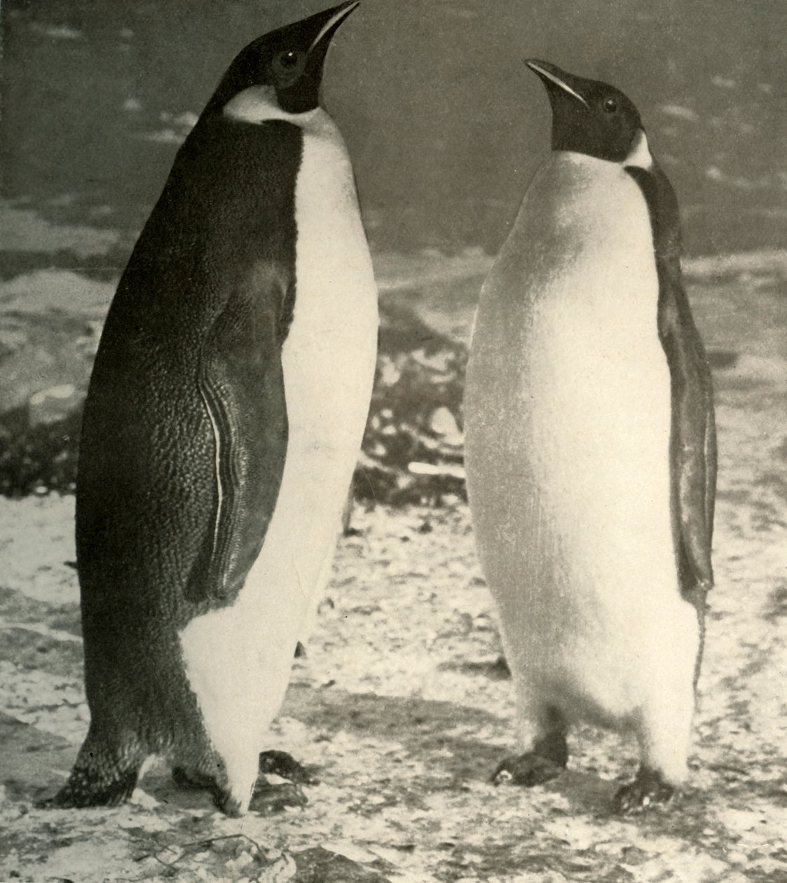 Dos pingüinos emperador, c1908 de Unbekannt