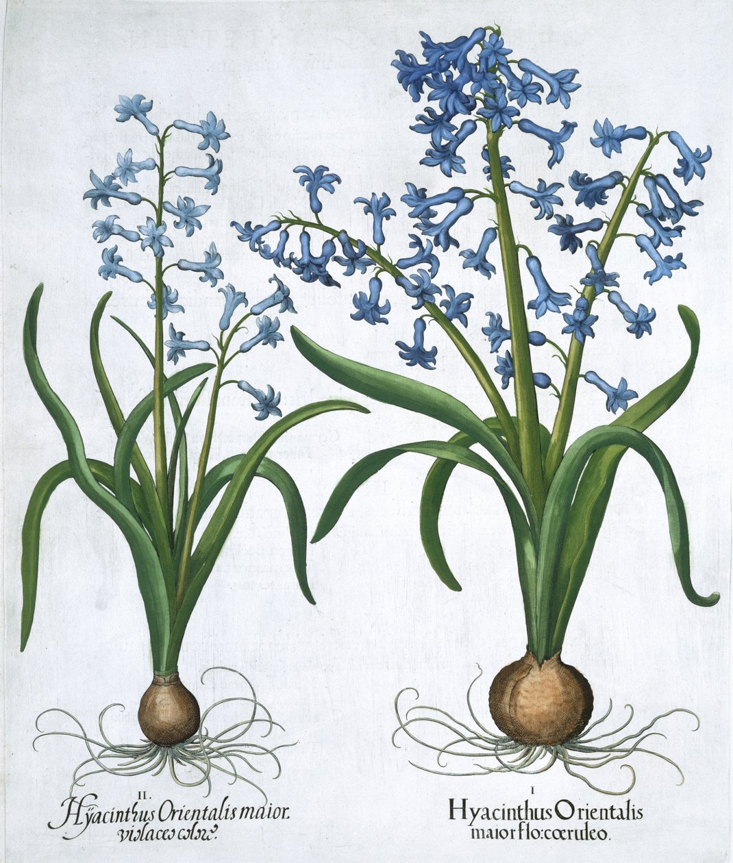 Dos jacintos azules, 1613 de Unbekannt