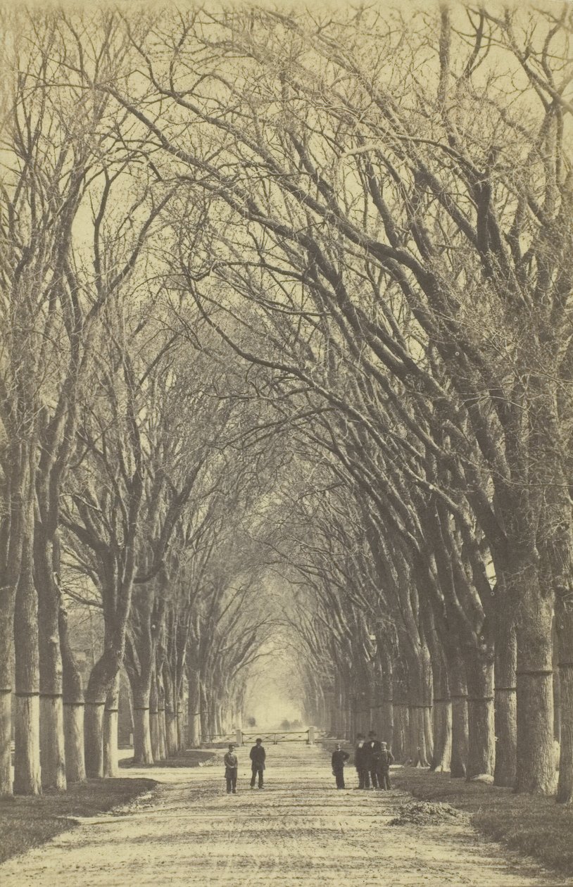 Avenida de árboles sin título, 1840-1900 de Unbekannt