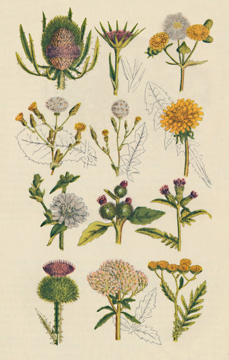 Variedades de flores silvestres británicas, 1947 de Unbekannt