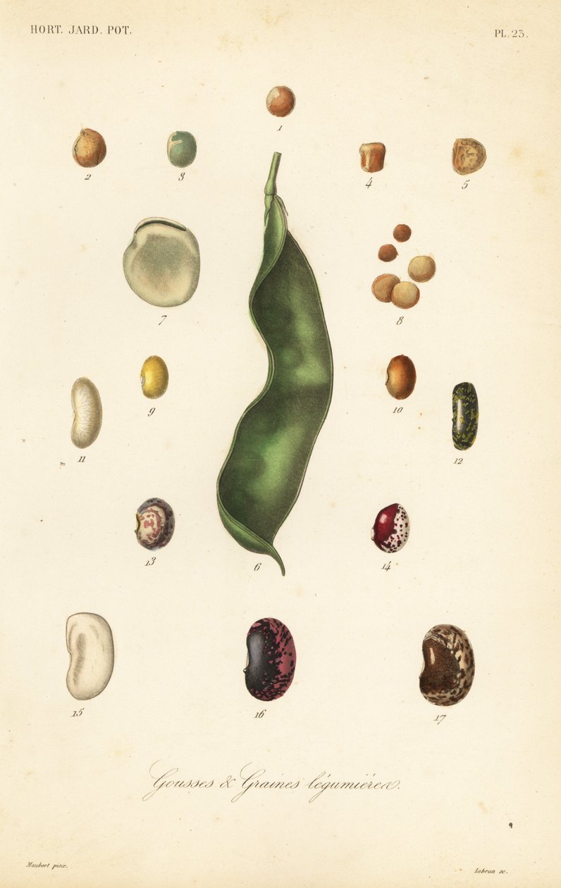 Variedades de guisantes y frijoles, gousses et graines legumieres de Unbekannt