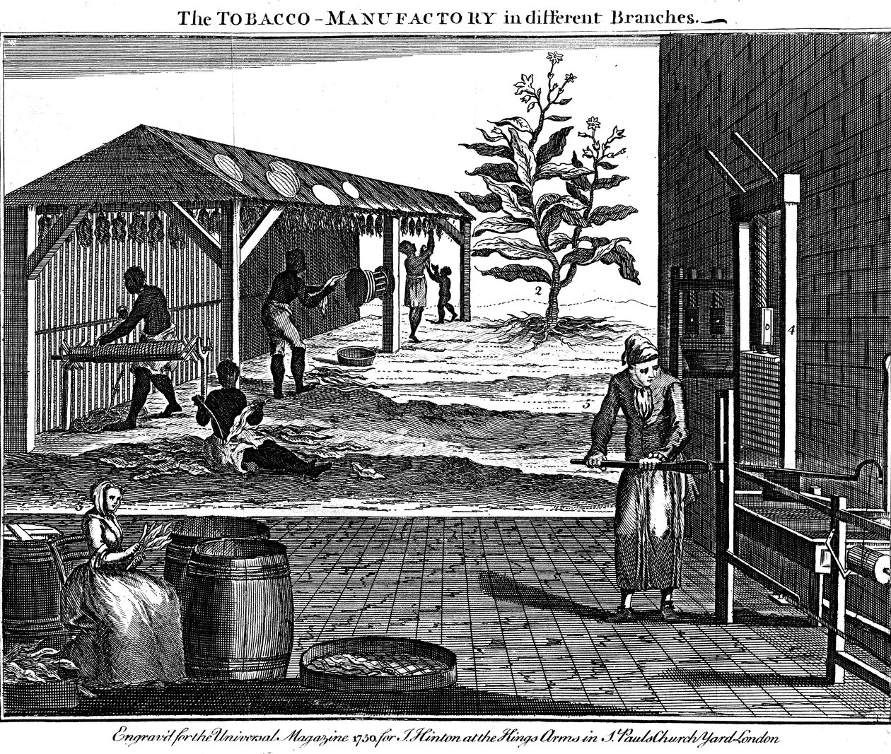 Varias etapas en la producción de tabaco, Virginia, EE.UU., 1750 de Unbekannt