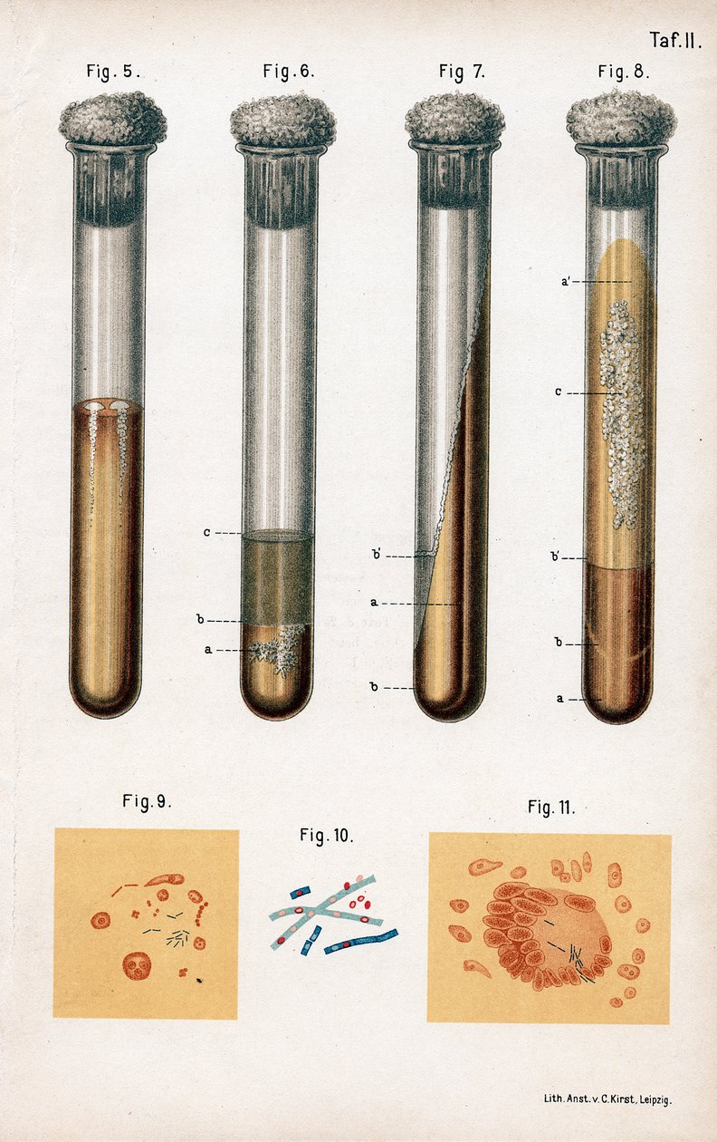 Varios tipos de bacterias, 1889 de Unbekannt