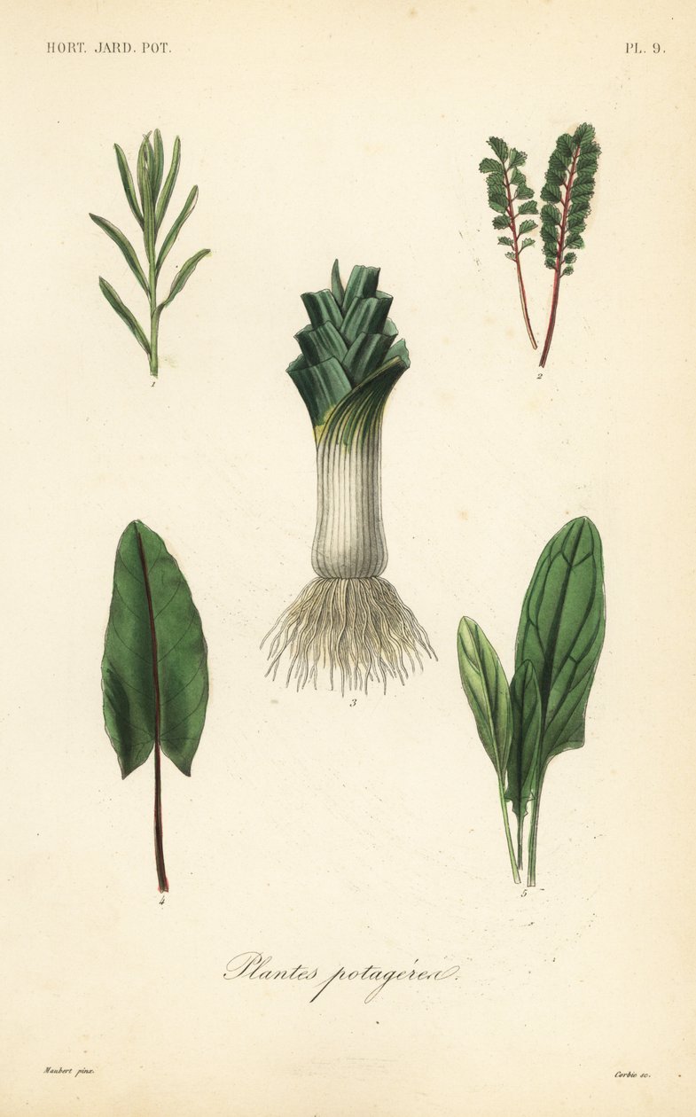 Vegetales de Unbekannt