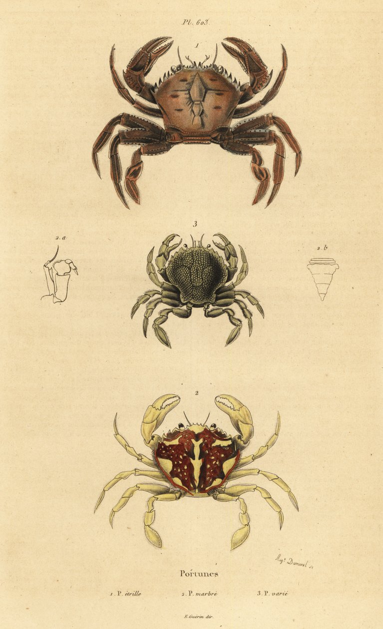 Cangrejo de terciopelo, Necora puber, cangrejo nadador jaspeado, Liocarcinus marmoreus, y cangrejo nadador de Pennant, Portumnus latipes de Unbekannt