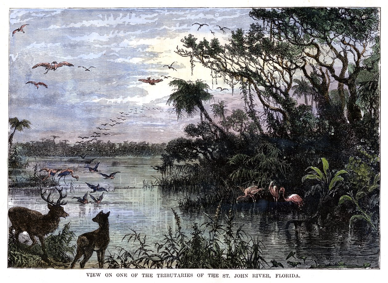 Vista en uno de los afluentes del río St John, Florida, siglo XIX de Unbekannt