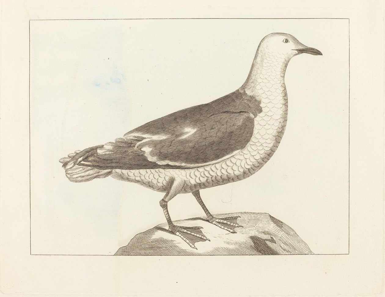 Aves acuáticas, principios del siglo XIX de Unbekannt
