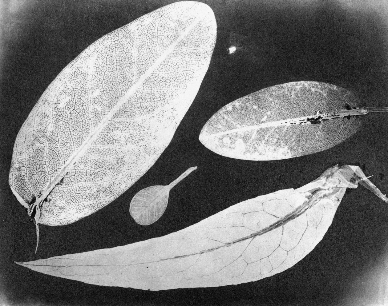Foto fija de agua Cuatro hojas, verano 1839 de Unbekannt