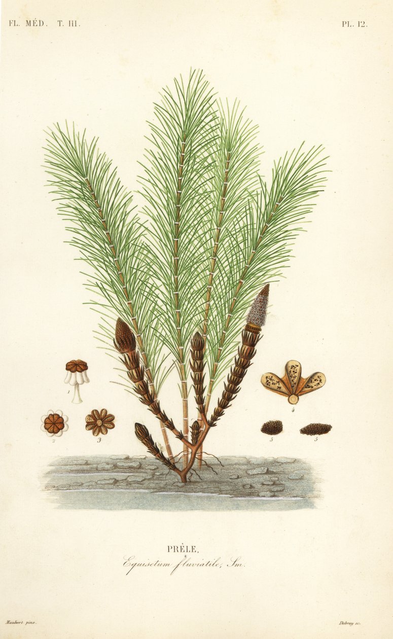 Cola de caballo acuática o cola de pantano, Equisetum fluviatile de Unbekannt