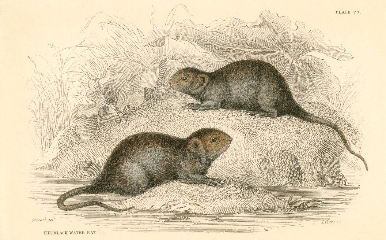 Rata de agua Arvicola terrestris, también conocida como rata de agua negra, 1828 de Unbekannt