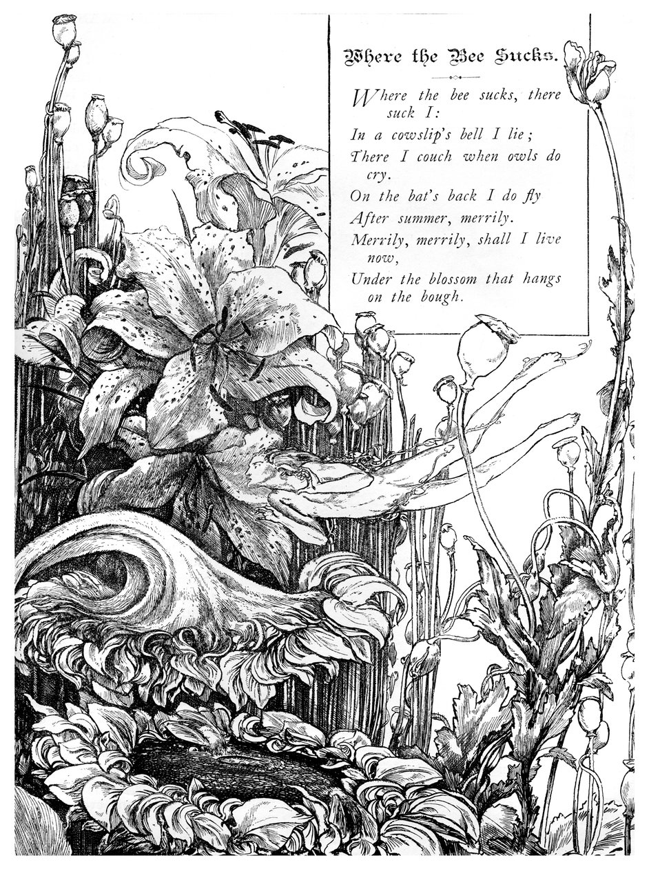 Donde chupa la abeja, 1895 de Unbekannt