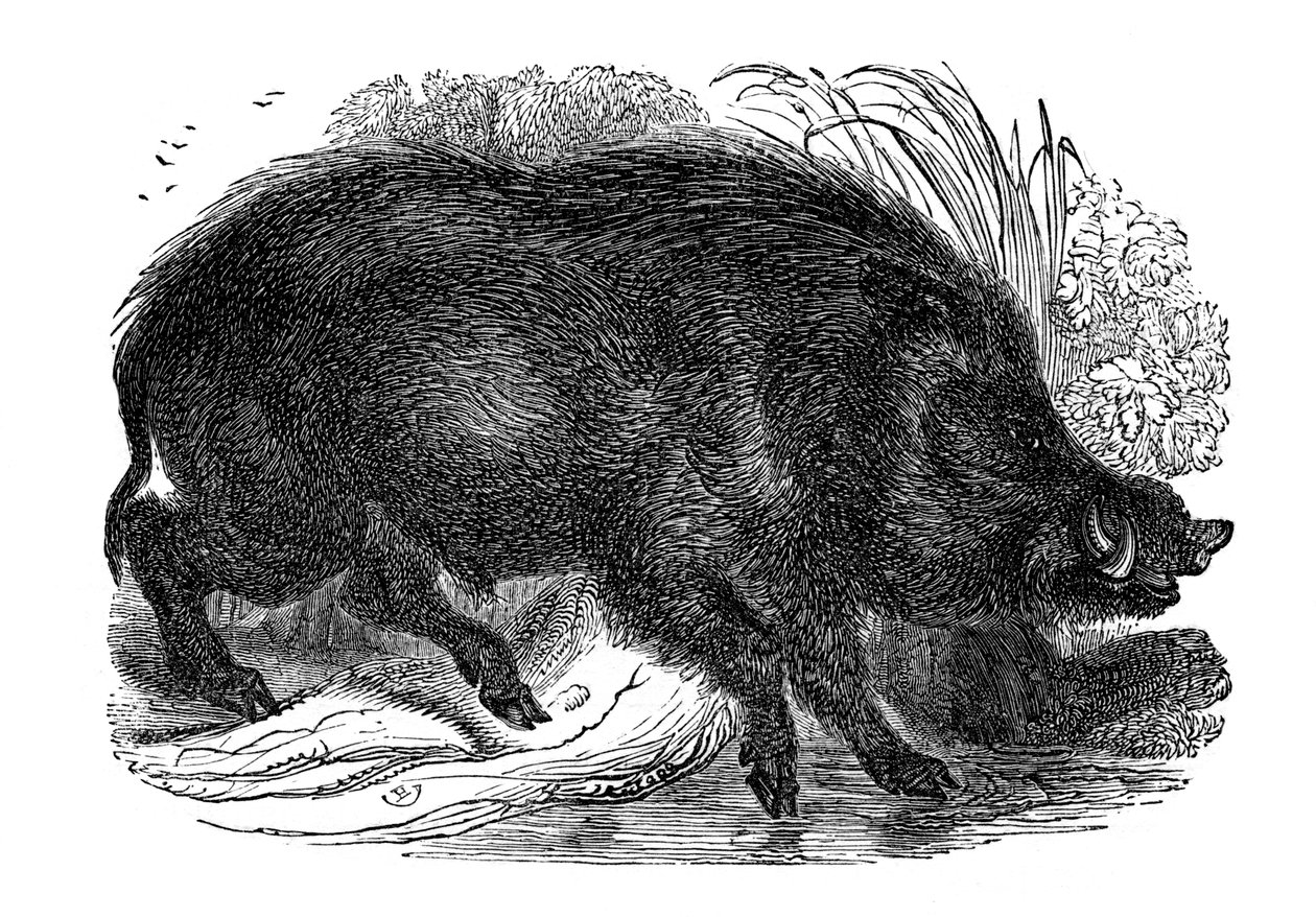 Jabalí, 1848 de Unbekannt