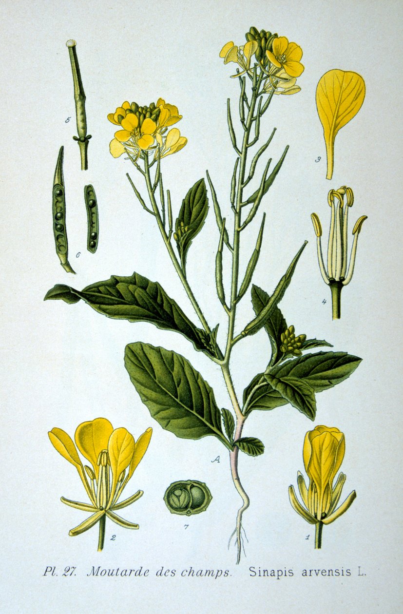 Mostaza silvestre, 1893 de Unbekannt
