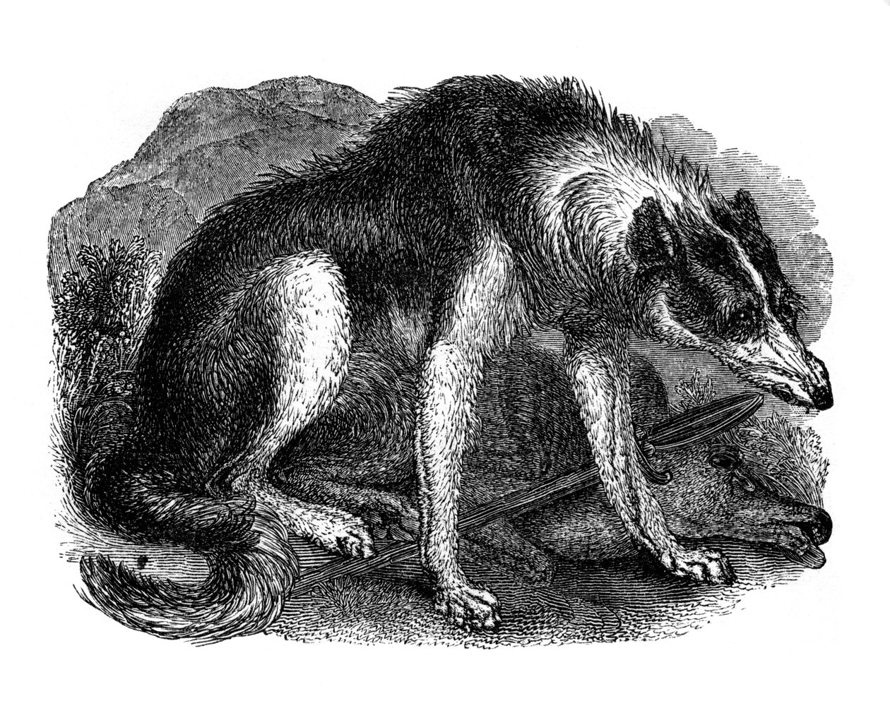 Perro lobo, 1848 de Unbekannt