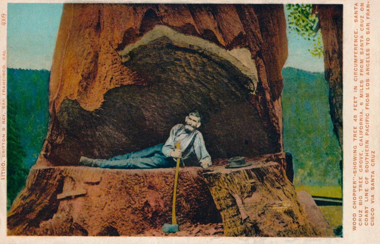 Leñador mostrando árbol de 46 pies de circunferencia. Santa Cruz Big Tree Grove, California, c1909 de Unbekannt