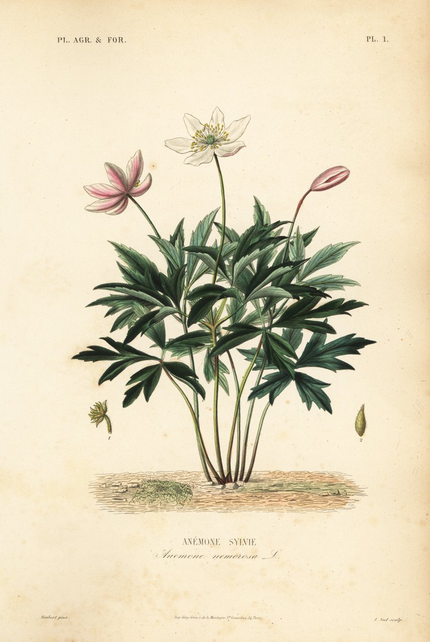 Anémona de bosque o flor de viento, Anemone nemorosa, Anemone sylvie de Unbekannt