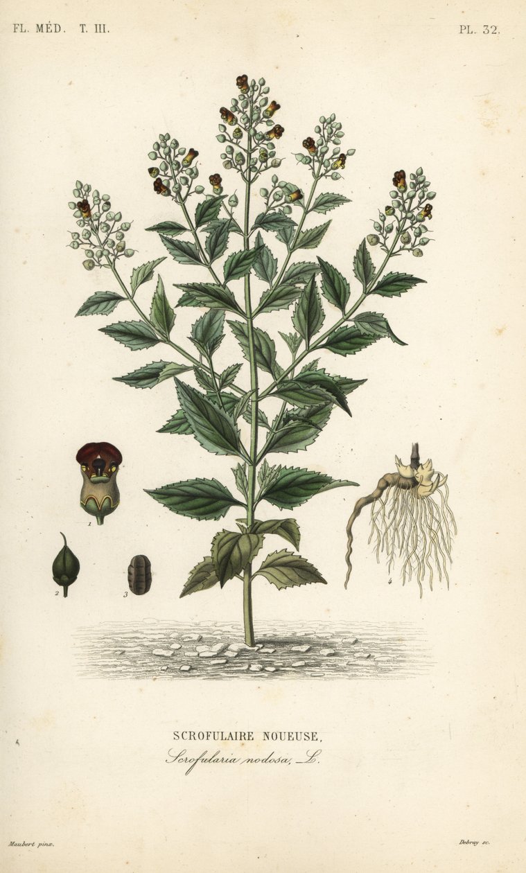 Escrofularia nodosa, Scrophularia nodosa de Unbekannt