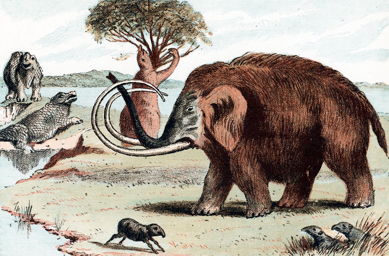 Mamut lanudo Mammuthus, 1892 de Unbekannt