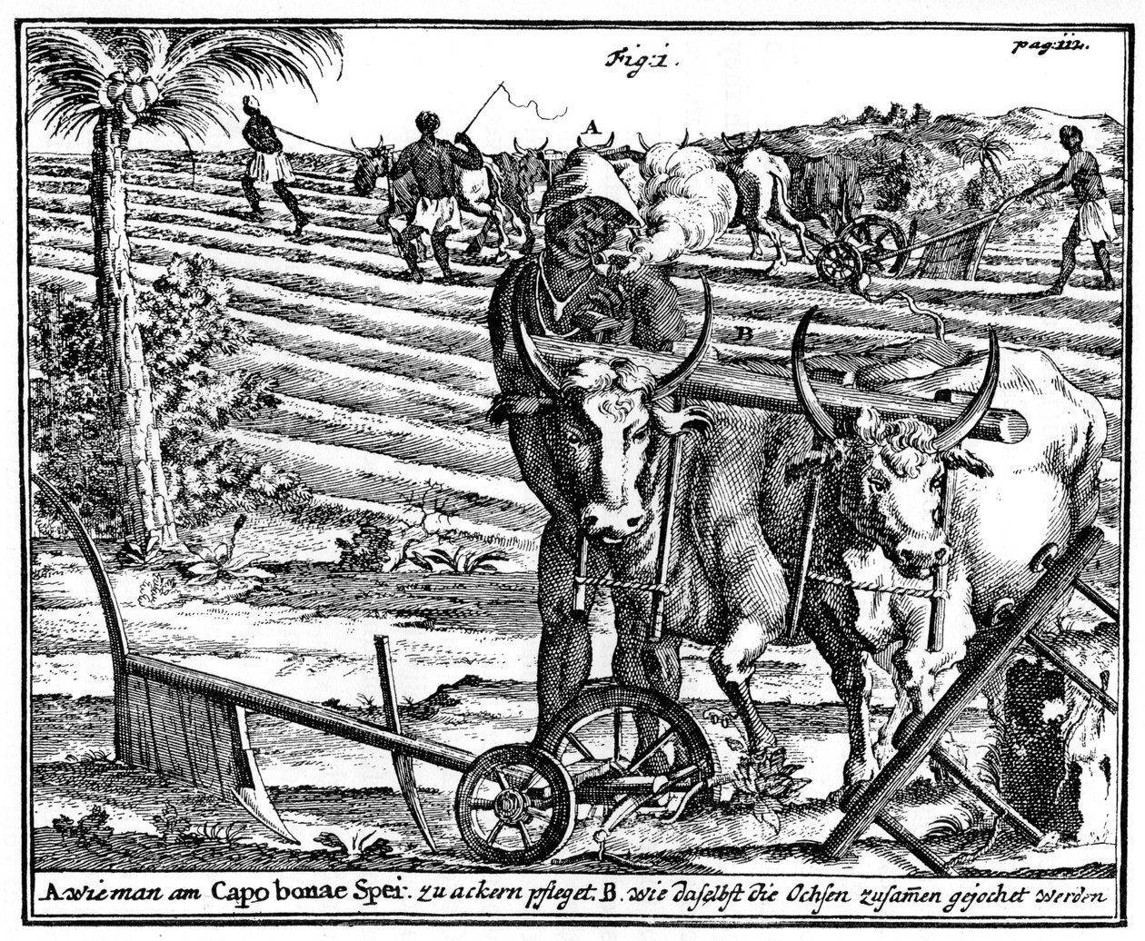 Uncir bueyes y arar campos, Sudáfrica, siglo XVIII de Unbekannt