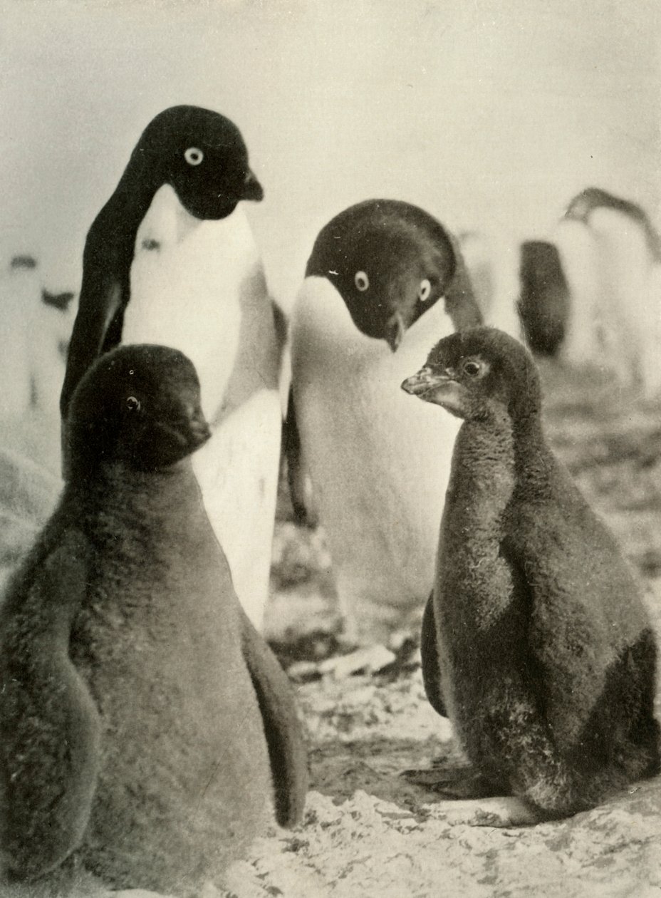 Joven Adelie y padres, c1908, 1909 de Unbekannt