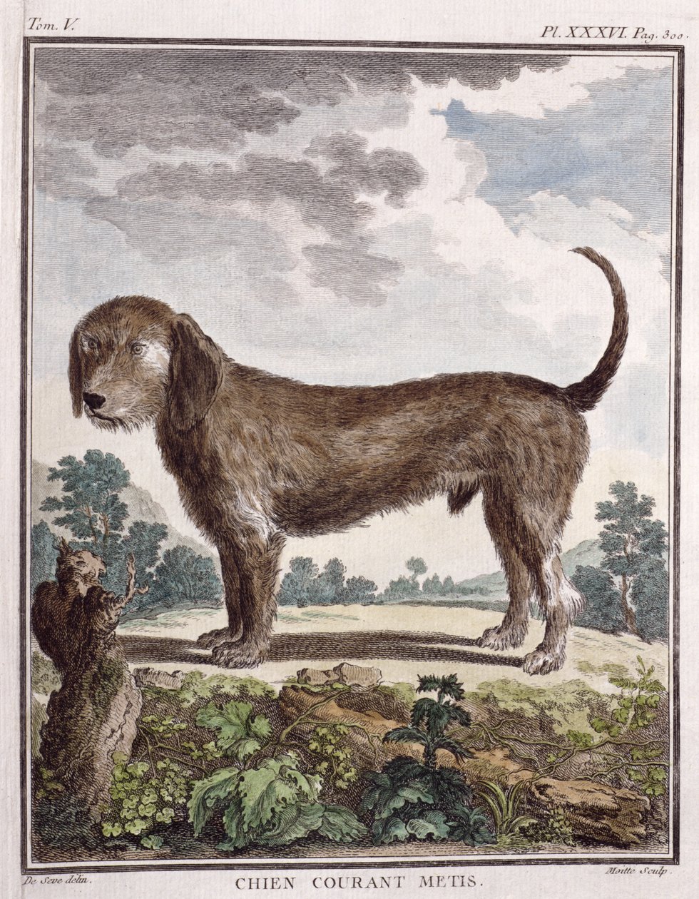 Perro mestizo (impresión coloreada) de Unbekannt Unbekannt