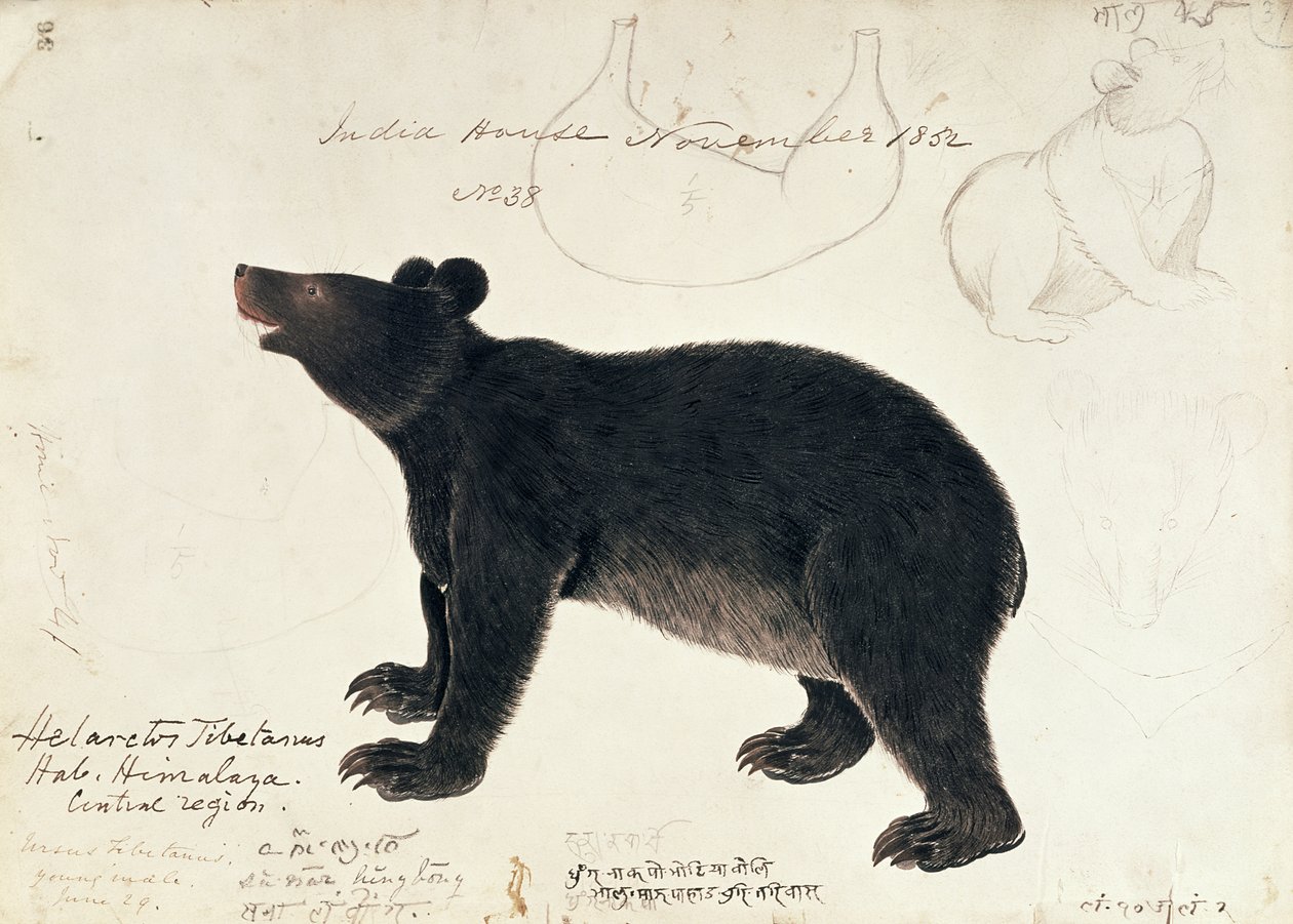 Dibujo de un oso negro asiático, Ursus Tibetanus, de la región central del Himalaya de Unbekannt Unbekannt