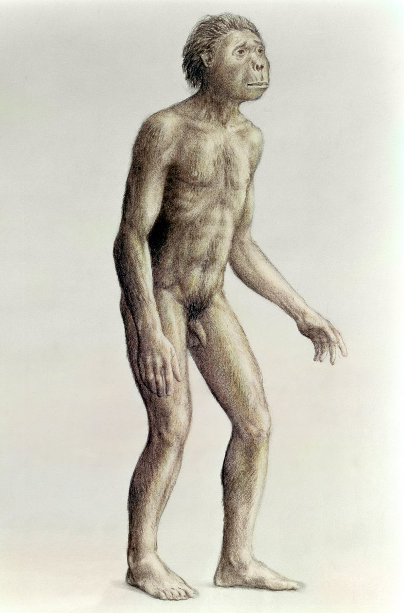 Homo habilis de Unbekannt Unbekannt