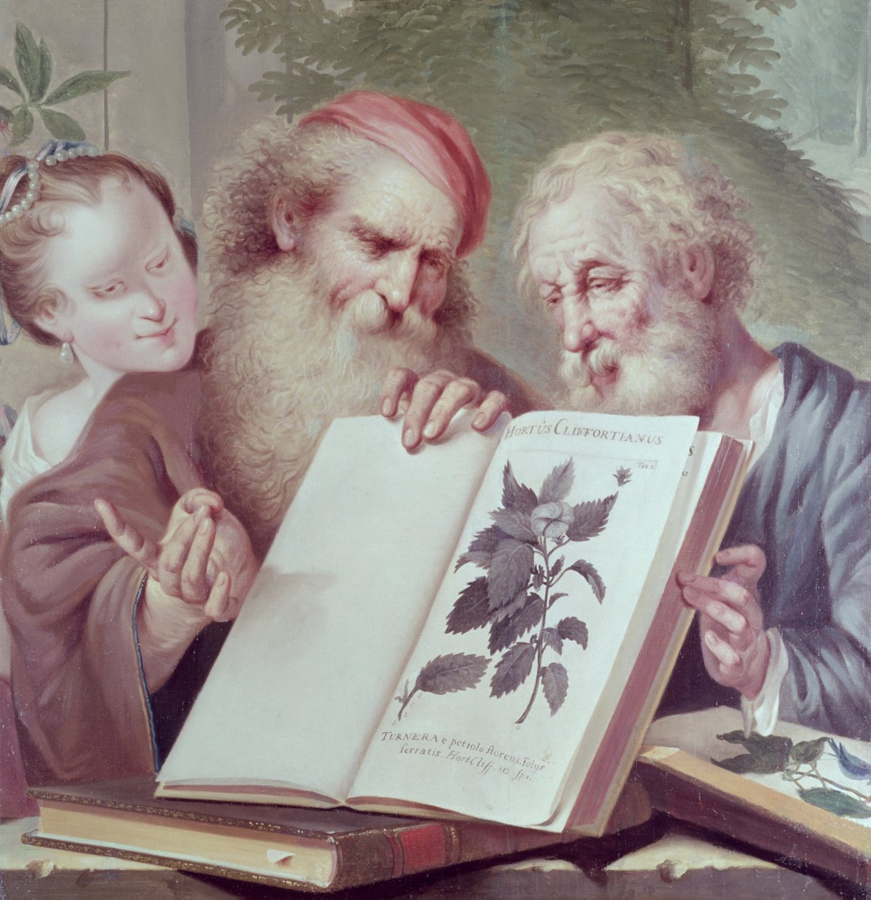 Ilustración de Hortus Cliffortianus, por Carl Linnaeus (1707-78) publicado en Ámsterdam 1737-38 de Unbekannt Unbekannt