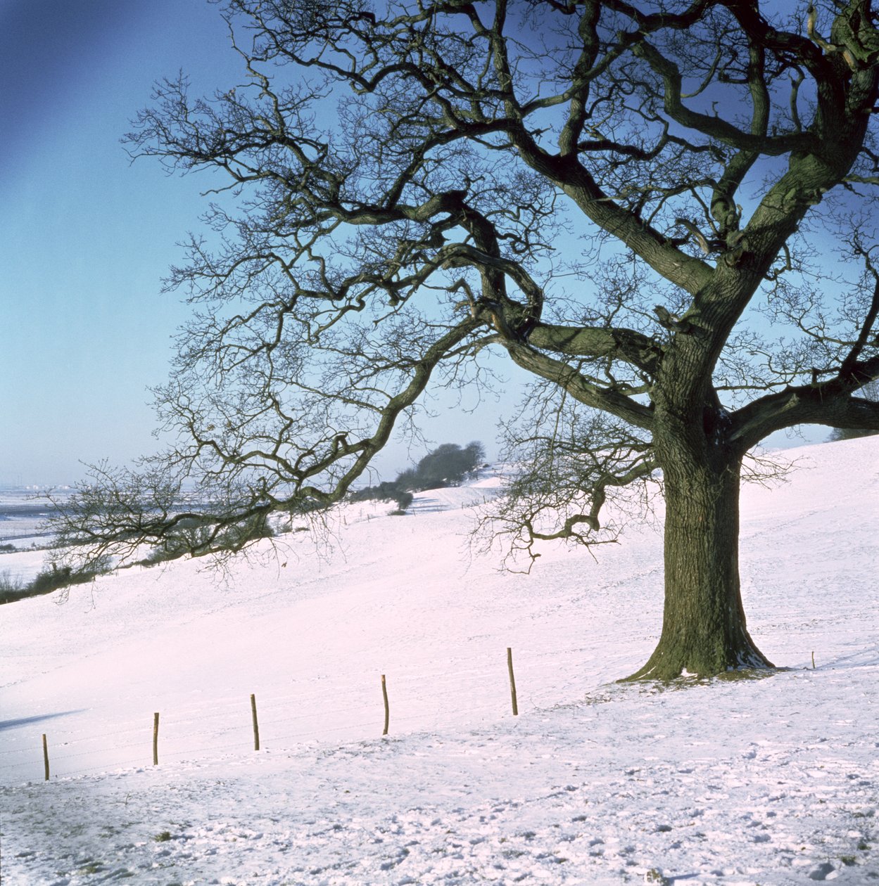 Paisaje de Invierno, Hockley Downs, Essex de Unbekannt Unbekannt