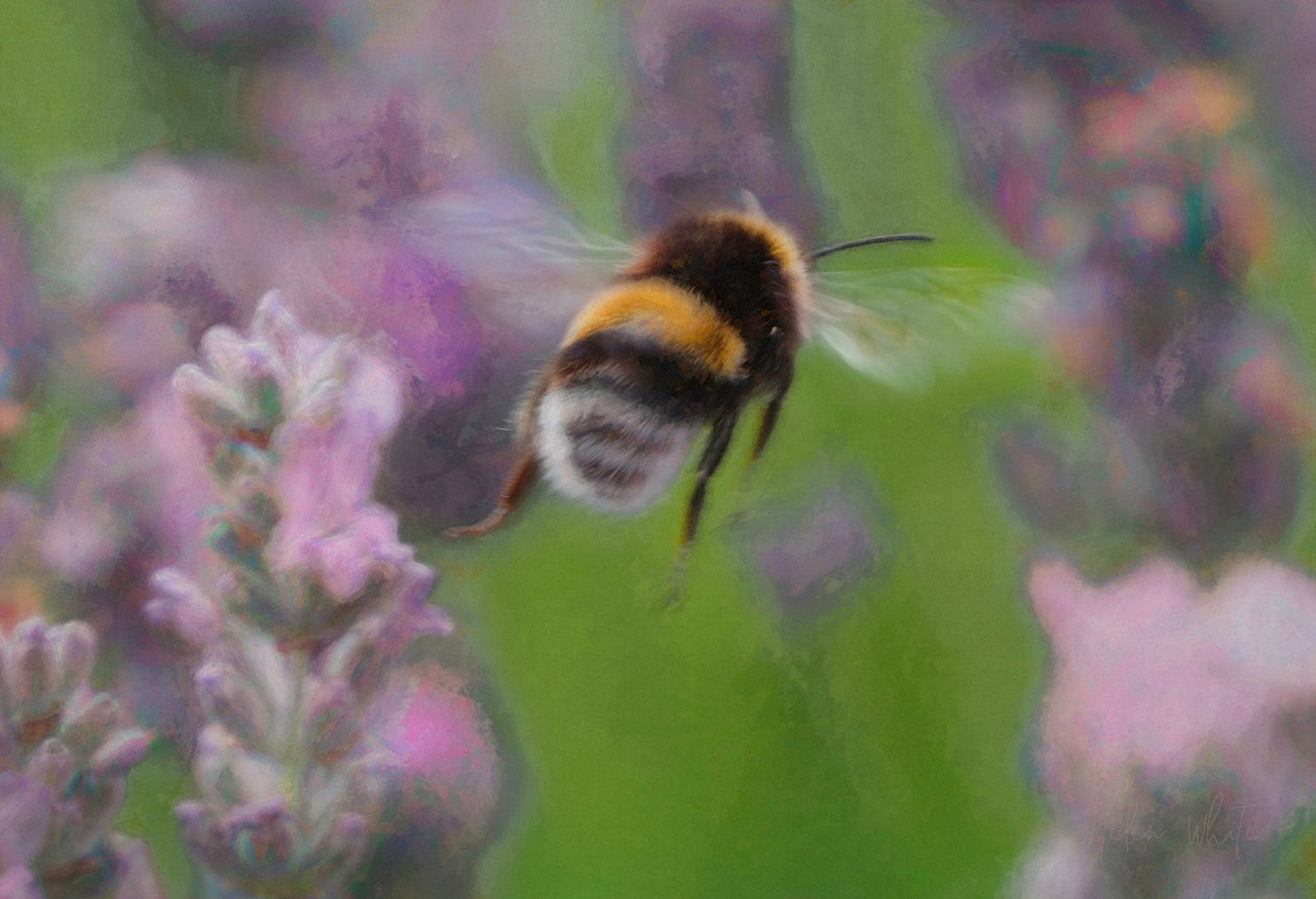 Abeja en lavanda, 2018 de Unbekannt Unbekannt