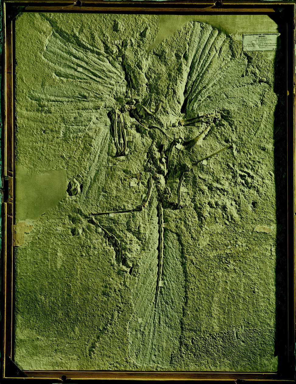 Molde de Archaeopteryx lithographica de Unbekannt Unbekannt