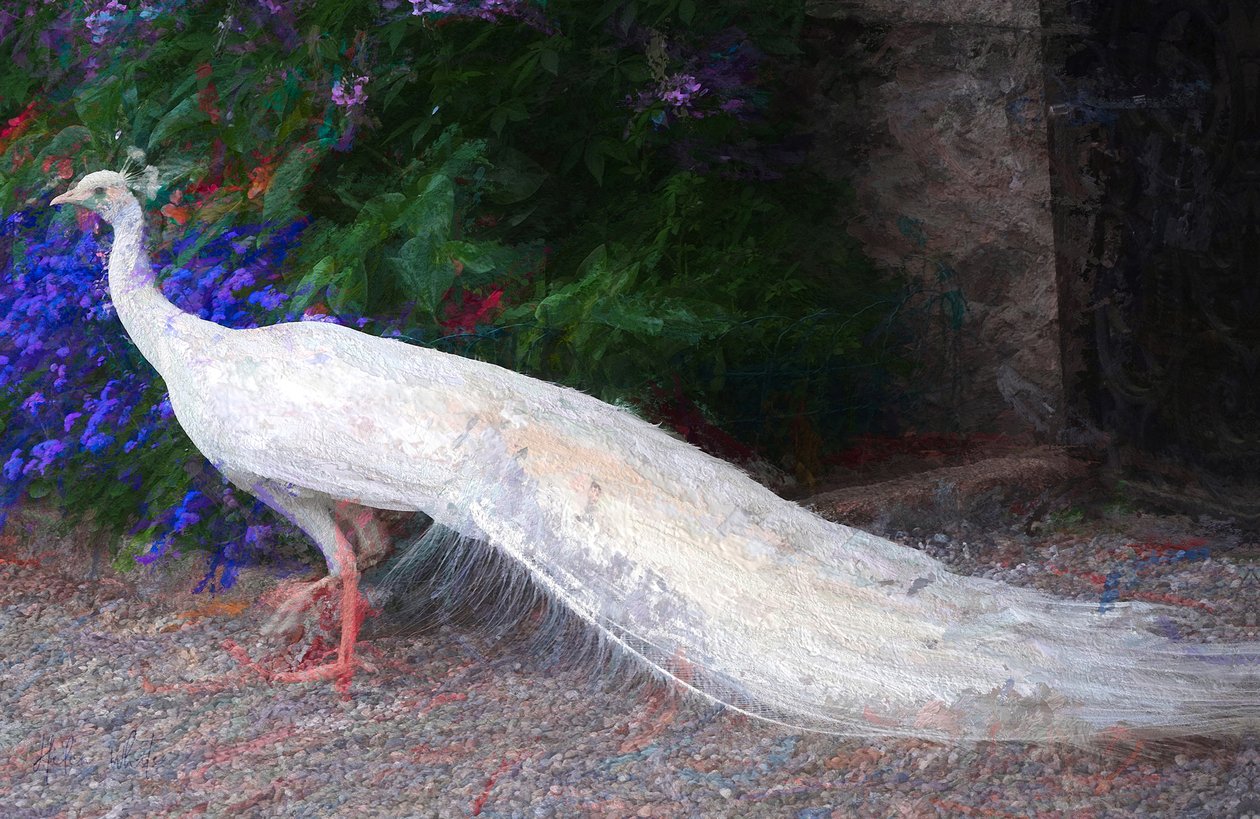 Pavo real blanco, 2018 de Unbekannt Unbekannt