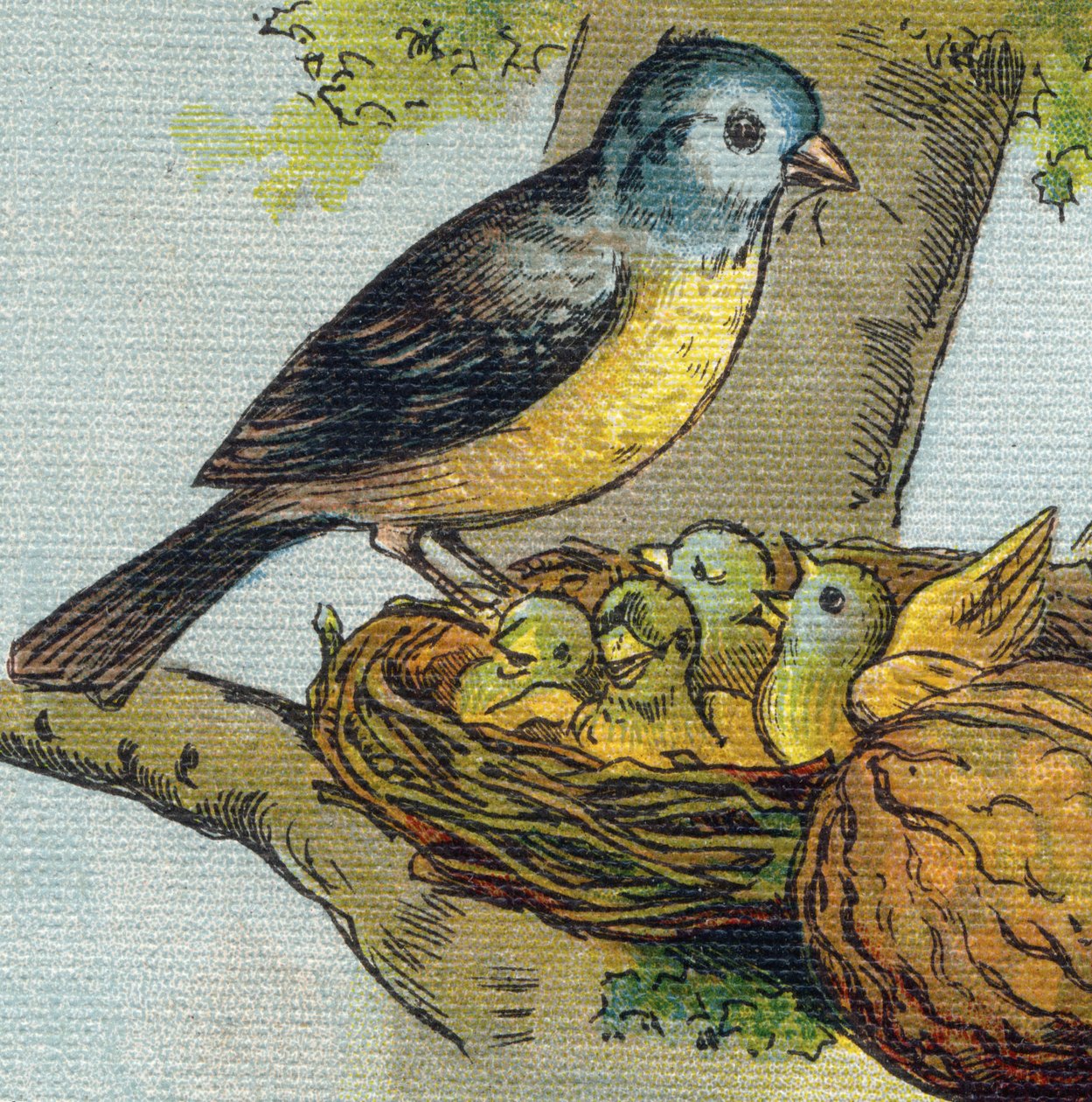 Un pájaro alimenta a sus crías en un nido. Grabado en "Alphabet de ma petite fille". Bernardin-Bechet y Fils, libreros-editores, París, alrededor de 1895. Álbum irrompible en lienzo. Bibliothèque des Bébés. 12 páginas. Álbum que contiene un método de lectu de Unbekannt