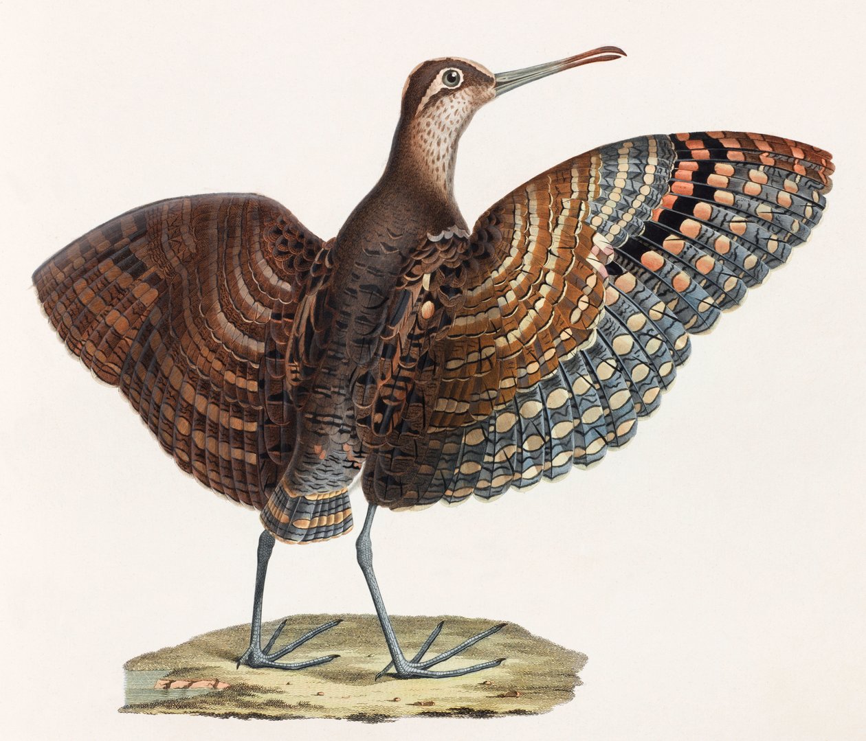 Una ilustración en color de un pájaro de Unbekannt