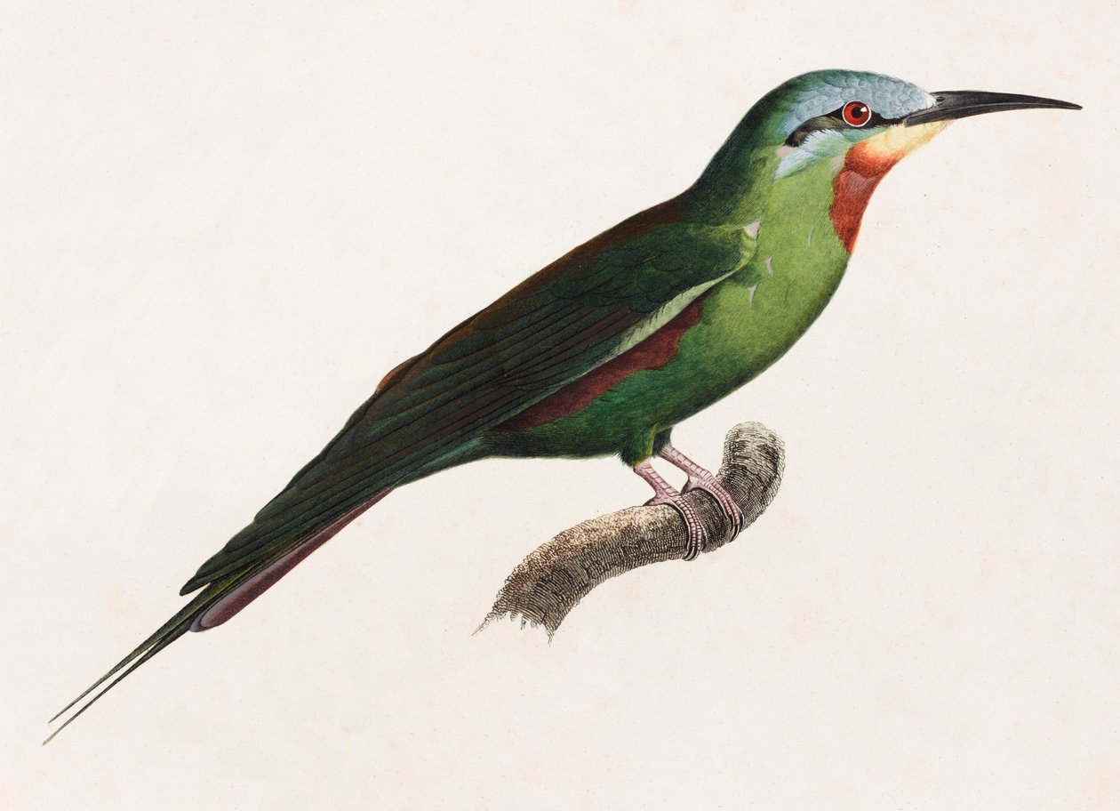 Una ilustración en color de un pájaro verde de Unbekannt