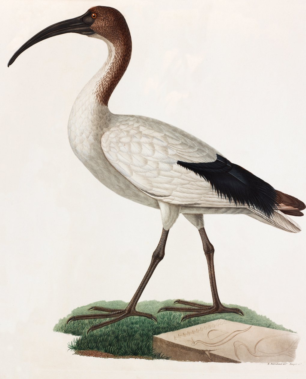Ilustración en color de un pájaro de pico largo de Unbekannt