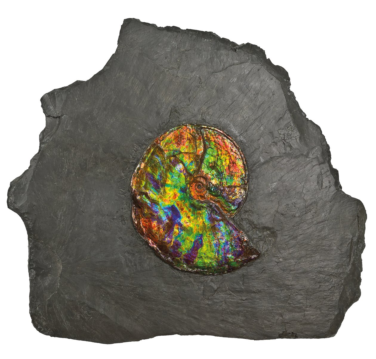 Un gran ammonite iridiscente, de Canadá de Unbekannt