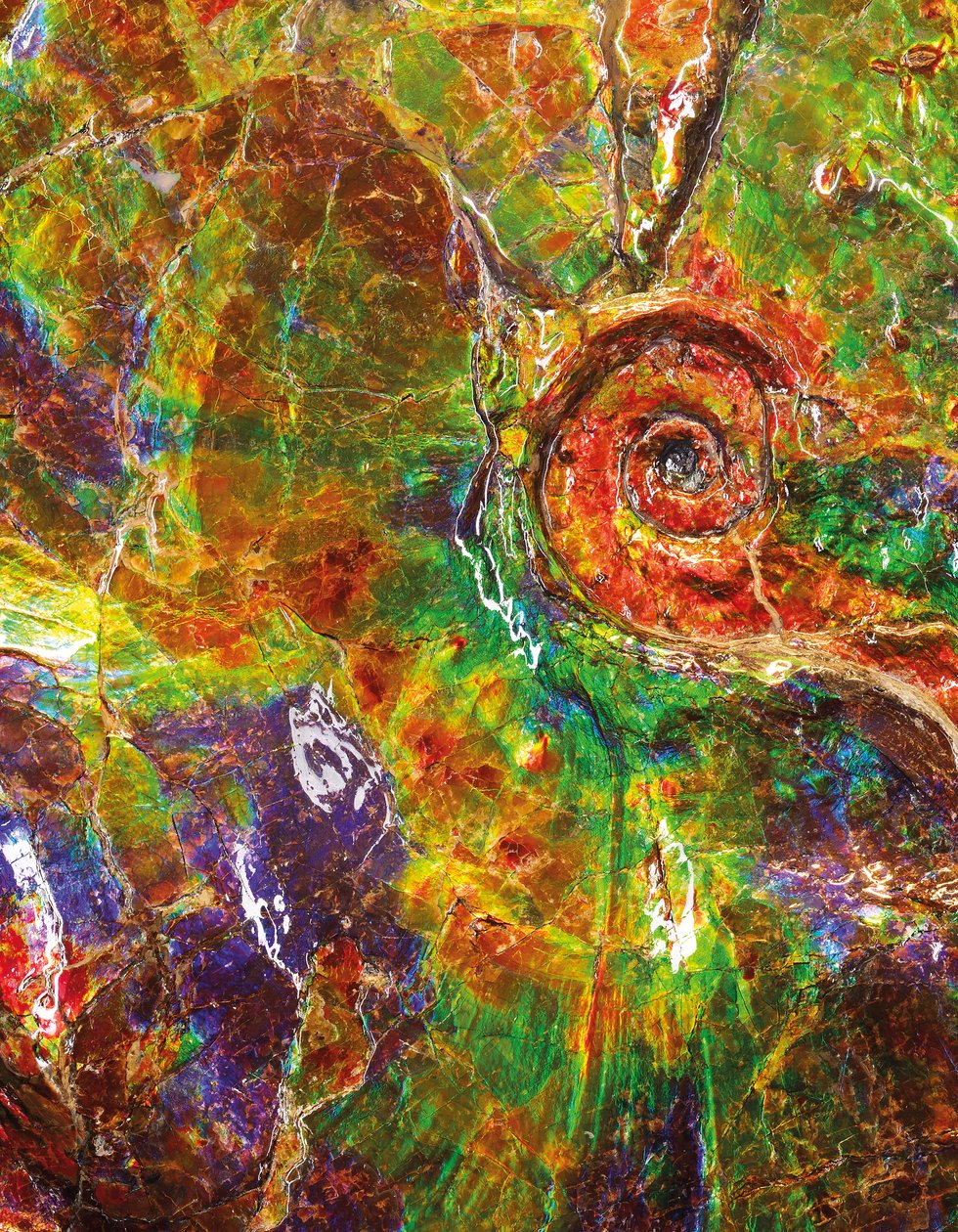 Un gran ammonite iridiscente, de Canadá de Unbekannt